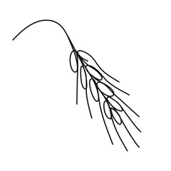 Vector isolated drawing ear of wheat. A spikelet of wheat, rye, barley drawn by one line on a white background. 