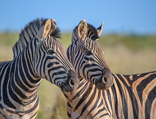 Fototapeta na wymiar Zebra in the wild