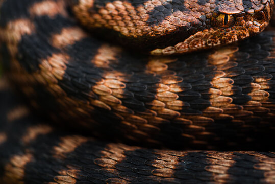Asp Viper (Vipera aspis 'atra') female - Switzerland
