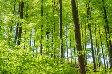 Fototapeta na wymiar Beech forest in spring in the morning. The sun illuminates the lush green leaves. 