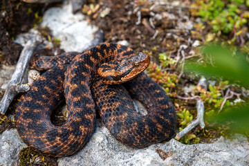 Asp Viper (Vipera aspis 'atra') female - Switzerland