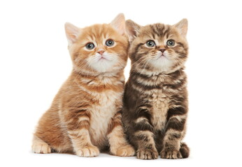 Two british shorthair brown and red kitten cat isolated