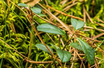 Borówka zbliżenie runo leśne