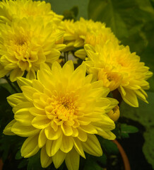 yellow chrysanthemum in the garden
