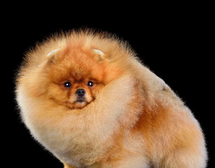 Miniature red Pomeranian Spitz