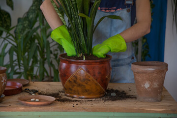 Woman planting houseplants indoors home gardening