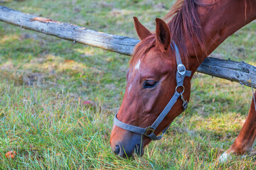 Fototapeta premium Portrait of the head of a brown horse in a corral.