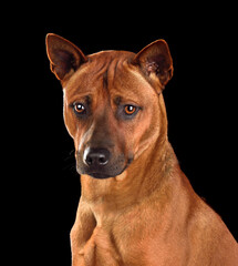 Portrait of  Thai Ridgeback dog