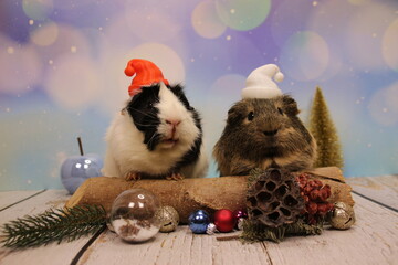 Meerschweichen am Weihnachten