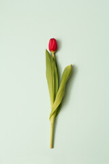 one red tulip lying on a blue background