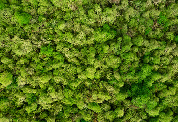 Natural moss in nature. Green moss background texture