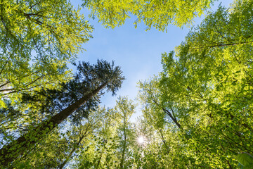 Obraz premium Treetops of beech trees in springtime in the forest; view from the forest floor upwards.
