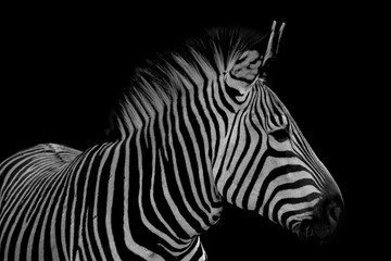 Nahaufnahmeaufnahme eines Zebras auf einem schwarzen Hintergrund