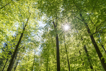 Beech forest in spring in the morning. The sun illuminates the lush green leaves. 