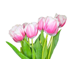 Bouquet of pink with white spring tulip flowers close up on white background isolated. Festive floral composition for Womens day, Mothers day holiday or greeting card for any celebration events