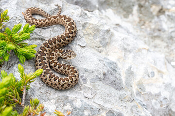 Meadow Viper (Vipera ursinii macrops) male, Croatia