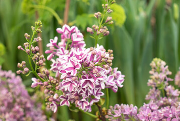 Fototapeta na wymiar lilac flower in the garden in spring