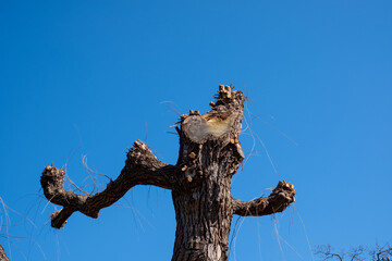 Tree in winter, looks like a man running.