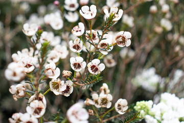 white chamelacium flowers in the garden