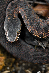 Bosnian Adder (Vipera berus bosniensis) female - Croatia