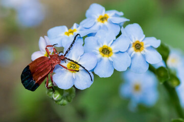 bug on flowers
