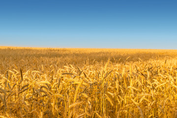 Golden field of ripe rye under beautiful blue sunset summer sky. Wheat field background.