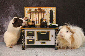 Meerschweinchen in der K&uuml;che