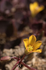 Bright yellow, tiny bloom with a soft background. Yellow Wood Sorrel (Oxalis stricta). Edible weed.