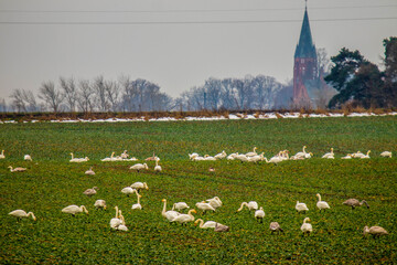 Łabędzie i kościół © Piotr
