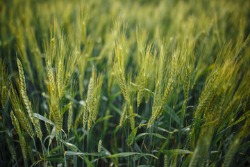 Wheat green spikelets in field on sunny spring day. Young ears of crop is growing and getting ready to be harvested. New agricultural season on the farm is about to start.