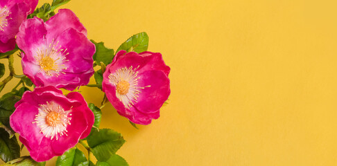 Greeting card for spring holidays, flowers of wild rose on a yellow background with copy space