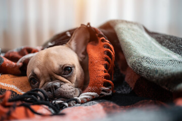 closeup of cute french bulldog dog resting wrapped in plaid on sofa at home