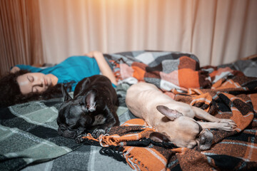 female and couple cute french bulldog dogs sleeping on bed with plaid at home