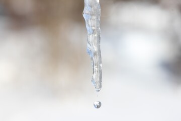 Naklejka na ściany i meble A melting icicle and a drop on a spring day