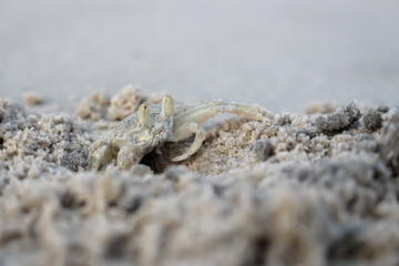 Ghost crabs walking on the beach with blurred sand is foreground.