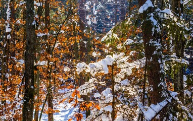 Zimowe drzewo zaśnieżone © Piotr
