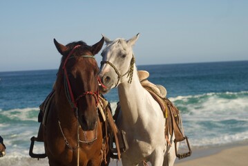 Caballos en la playa