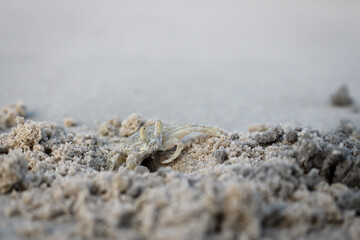 Ghost crabs walking on the beach with blurred sand is foreground.