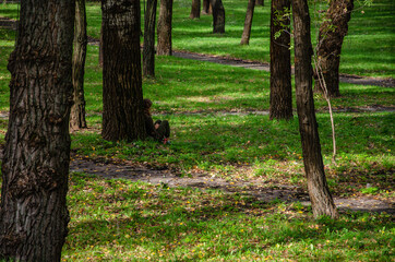 Nature background green trees in park