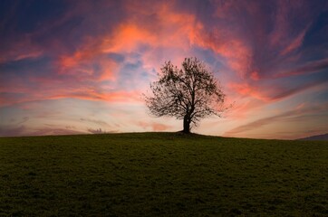 Naklejka premium Lonely tree in the countryside during sunset