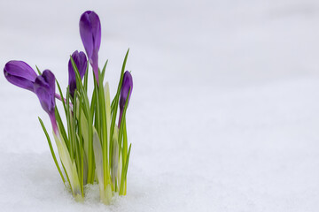 Spring first flowers. Beautiful bunch of violet crocuses in the snow with copy space.