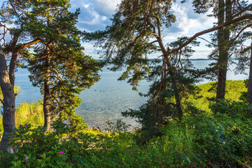 Beautiful landscape view of Baltic sea through pine trees. Sea shore with green trees and plants reflecting in  mirror water surface. Sweden. 

