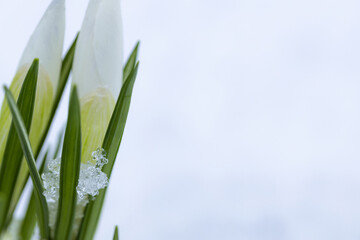 Fototapeta premium Spring freshness. Spring first flowers close up with the rest of melting snow. Beautiful white crocuses in the snow with copy space.