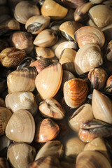 Many clams are sold in the market ,close-up photo.