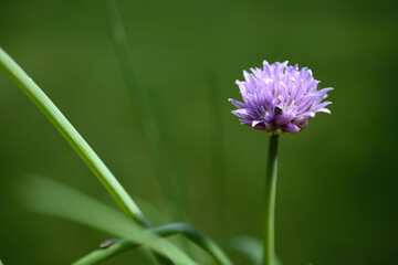 purple flower with dew drops
