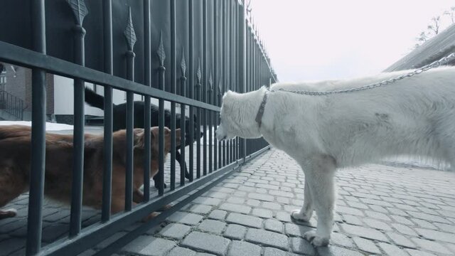 Aggressive dogs barking at each other. Alabai breed