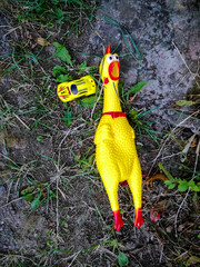 Forgotten children's toys yellow rubber chicken and lost small plastic car lies on ground among grass, forgetfulness concept. Top view. Vertical photo.