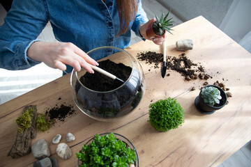 The woman is transplanting succulent in a glass vase on the table. Florarium with green...