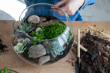 The woman is transplanting succulent in a glass vase on the table. Florarium with green...