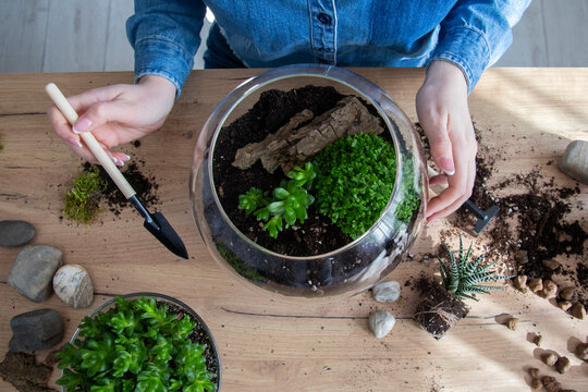 The woman is transplanting succulent in a glass vase on the table. Florarium with green succulents.Close-up of a succulent arrangement in a glass vase (terrarium). The girl is creating a composition. - Powered by Adobe